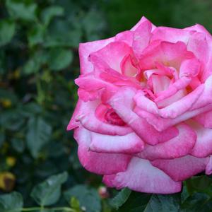 Rosa California Dreamin'&trade;