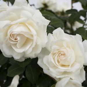 Rosa Cloud 10&trade;