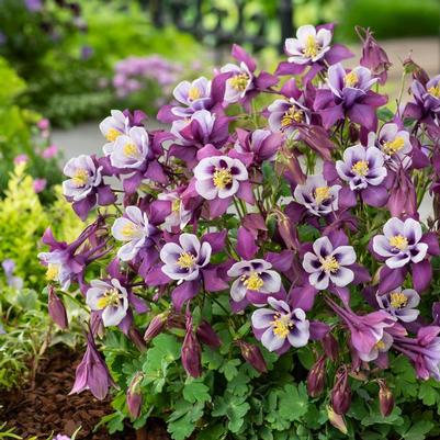 Aquilegia caerulea Earlybird&trade; Purple White