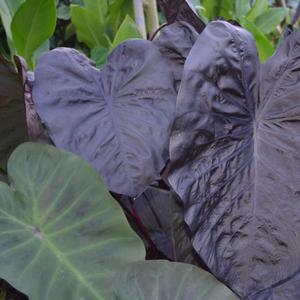 Colocasia Gecko&trade; Black Sapphire