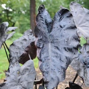 Colocasia Gecko&trade; Painted Black