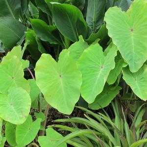 Colocasia Gecko&trade; Red-Eyed