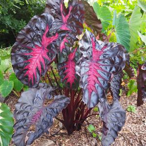 Colocasia Redemption&trade;