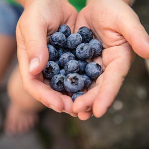 Vaccinium Northblue