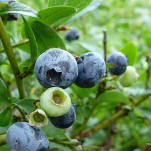 Vaccinium Northcountry