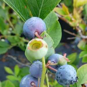 Vaccinium Polaris
