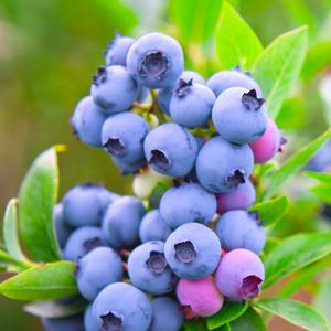 Vaccinium angustifolium Razz