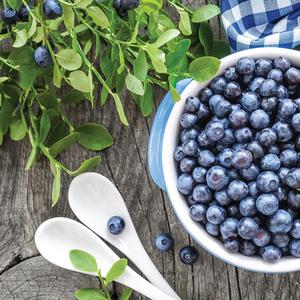 Vaccinium angustifolium Sunshine Blue