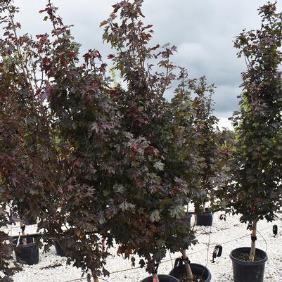 Acer platanoides Crimson Sentry