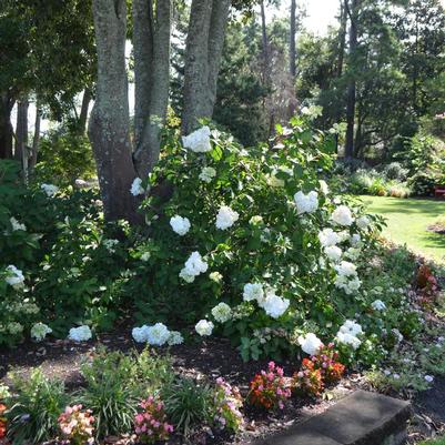 Hydrangea paniculata Vanilla Strawberry&trade;
