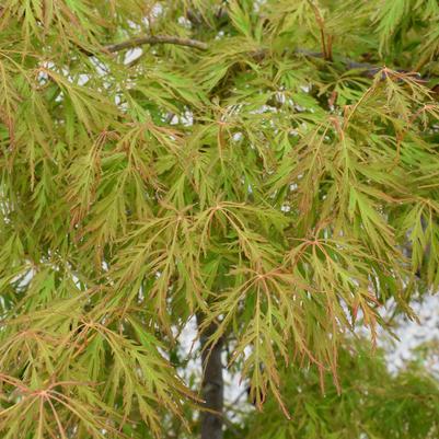 Acer x pseudosieboldianum Ice Dragon&trade;