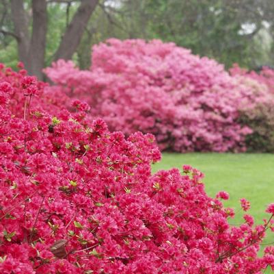 Azalea Kurume Hybrid Hino-Crimson