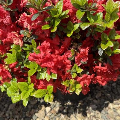 Azalea Gable hybrid Stewartstonian