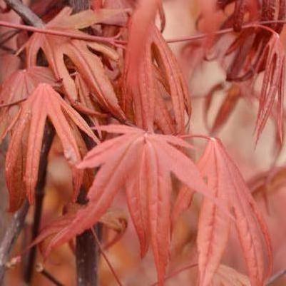 Acer palmatum Emperor 1&reg;