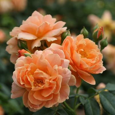 Rosa At Last&reg;