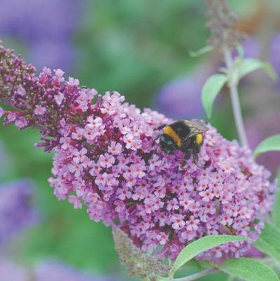 Buddleia davidii Buzz&trade; Soft pink