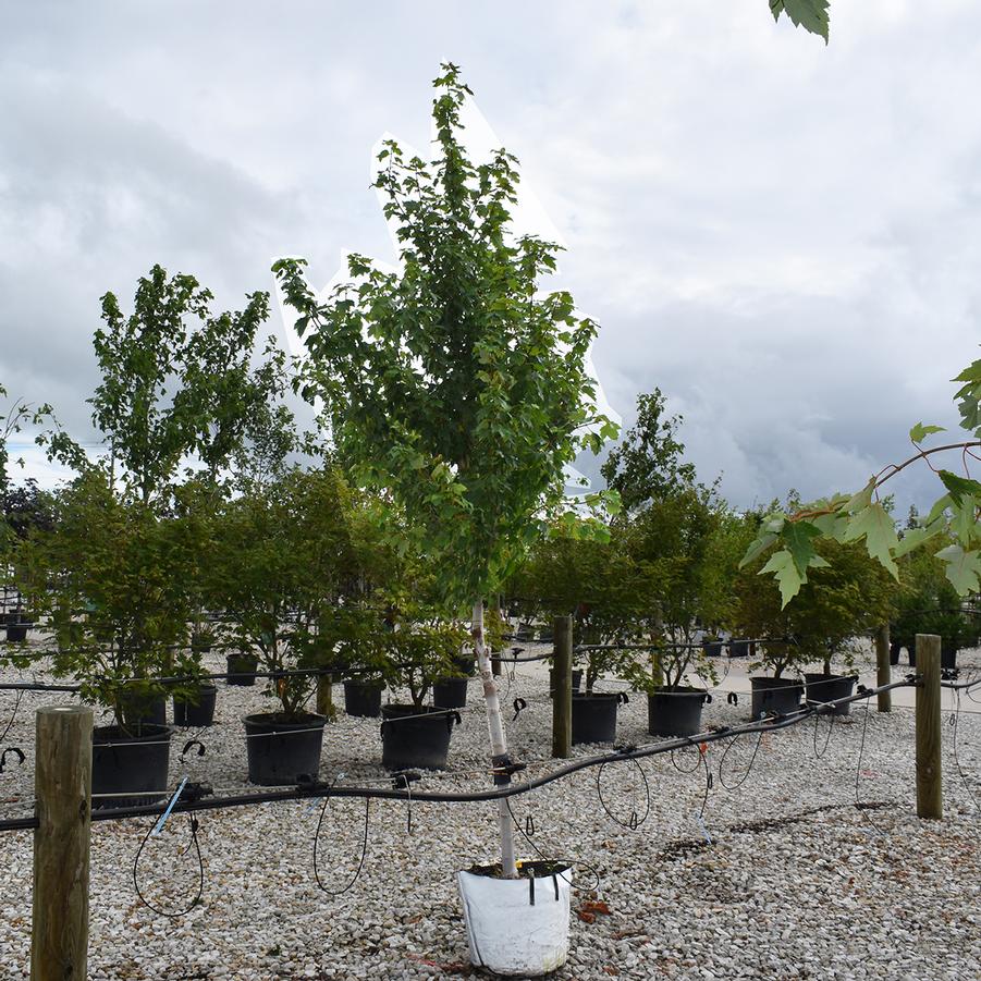 Acer rubrum October Glory