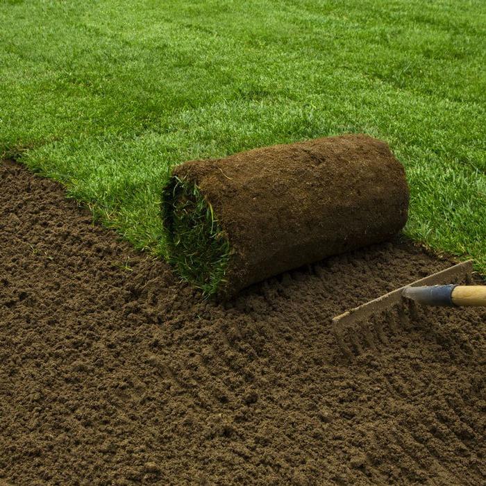 Black Beauty Turf Type Tall Fescue Sod By Roll