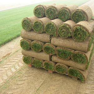 New England Grown Bluegrass Sod By Roll