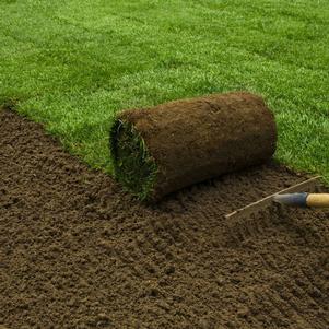 Black Beauty Turf Type Tall Fescue Sod By Roll